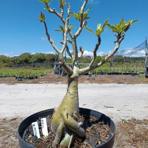 0908 22 Baobá ID Misterioso