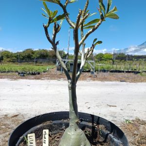 0908 21 Baobá Lilac Frost