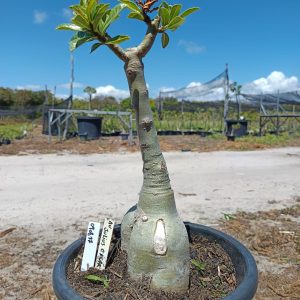 0908 17 Baobá Julius Caesar