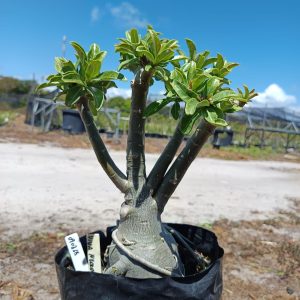 0908 18 Baobá Viúva Negra