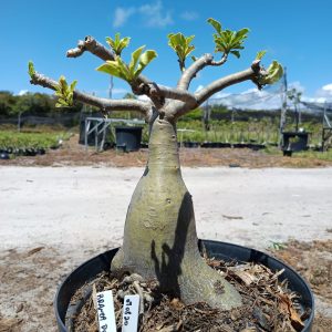 0908 20 Baobá Branca Dobrada