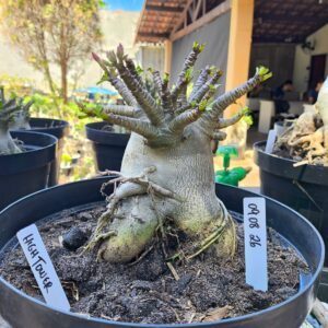 0908 26 Arabicum HighTower - Adulta