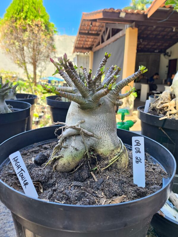 0908 26 Arabicum HighTower - Adulta
