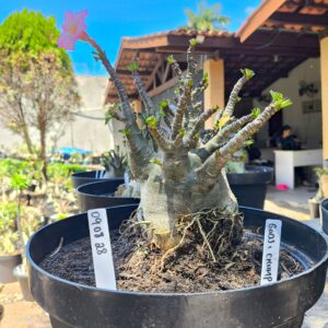 0908 28 Arabicum  Godji Champ - Adulta
