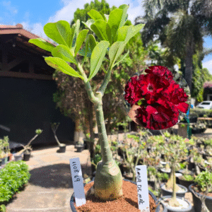 1108 69 Rosa do Deserto Amor de Mãe