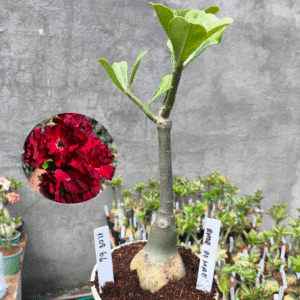 1108 66 Rosa do Deserto Amor de Mãe