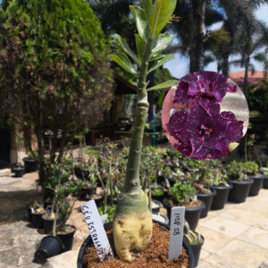 1108 58 Rosa do Deserto Céu estrelado