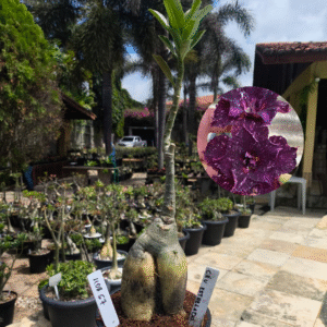 1108 57 Rosa do Deserto Céu estrelado