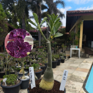 1108 53 Rosa do Deserto ceu estrelado