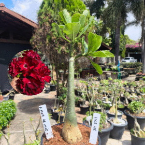 1108 48 Rosa do Deserto Amor de Mãe