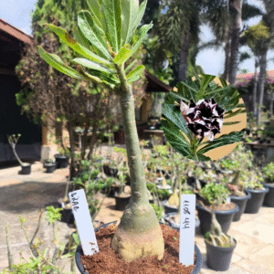 1108 44 Rosa do Deserto Lilac