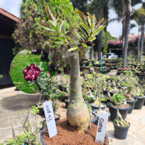 1108 43 Rosa do Deserto Godiva