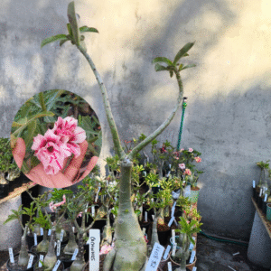 1108 82 Rosa do Deserto Cachinhos