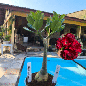 1108 85 Rosa do Deserto Amor de Mãe