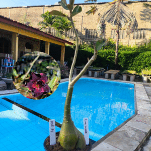 1108 87 Rosa do Deserto Lua Negra