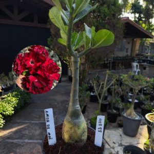 1108 88 Rosa do Deserto Amor de Mãe