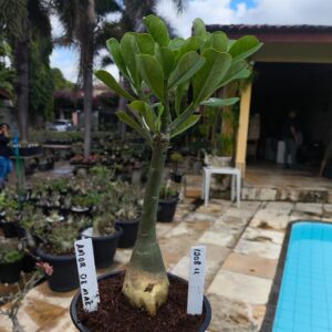 1208 11 Rosa do Deserto Amor de Mãe