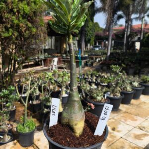 1208 03 Rosa do Deserto Lilac