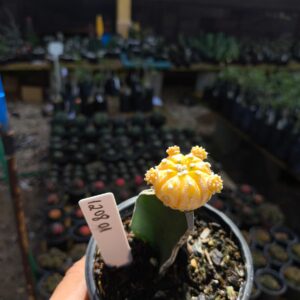 1208 01 Cacto Astéria Áurea