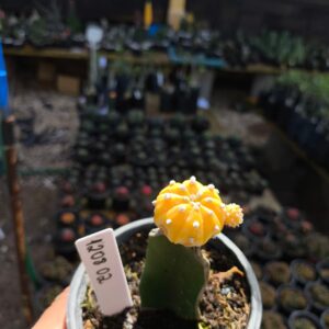 1208 02 Cacto Astéria Áurea