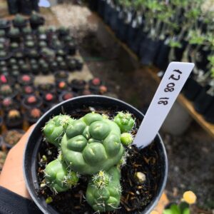 1208 18 Cacto Coryphantha Elephantidens