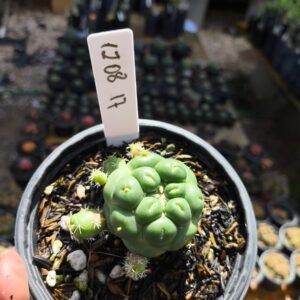 1208 17 Cacto Coryphantha Elephantidens