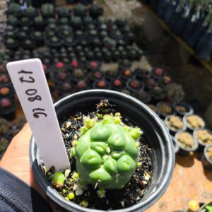 1208 16 Cacto Coryphantha Elephantidens