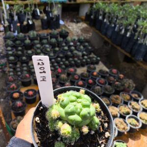 1208 14 Cacto Coryphantha Elephantidens