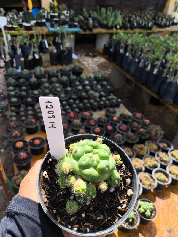 1208 14 Cacto Coryphantha Elephantidens