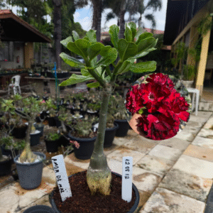 1208 12 Rosa do Deserto Amor de Mãe