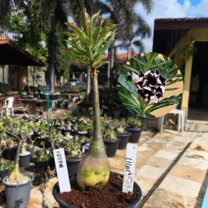 1208 10 Rosa do Deserto Lilac