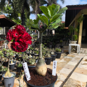 1208 09 Rosa do Deserto Amor de Mãe