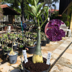 1208 07 Rosa do Deserto Céu Estrelado