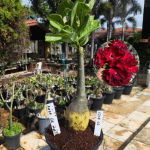 1208 06 Rosa do Deserto Amor de Mãe