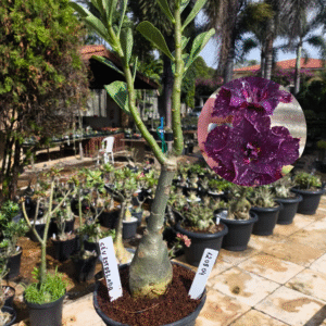 1208 04 Rosa do Deserto Céu Estrelado