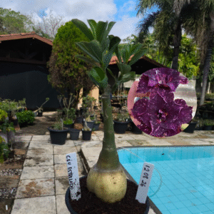 1208 26 Rosa do Deserto Céu Estrelado