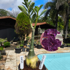 1208 24 Rosa do Deserto Céu Estrelado