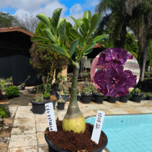 1208 22 Rosa do Deserto Céu Estrelado