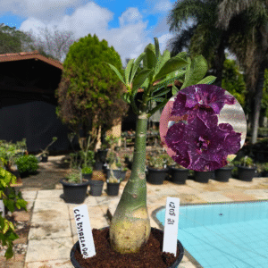 1208 21 Rosa do Deserto Céu Estrelado