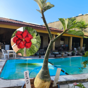 0708 67 Rosa do Deserto Variegata 500