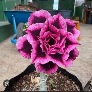 Pré Venda - Rosa do Deserto Lm741