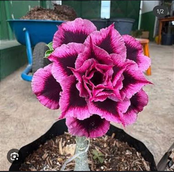 Pré Venda - Rosa do Deserto Lm741