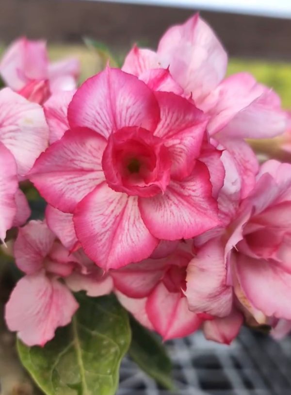 Pré Venda - Rosa do Deserto ARM 1 - Imagem 2