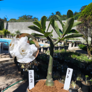 1308 54 Rosa do Deserto ARM 14 Live