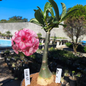 1308 55 Rosa do Deserto ARM 1 Live