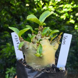 1308 09 Arabicum Tanos F2 12 meses