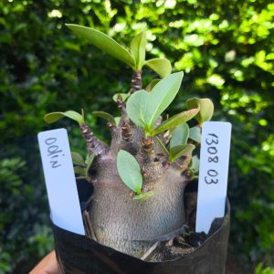 1308 03 Arabicum Odin F2 12 meses