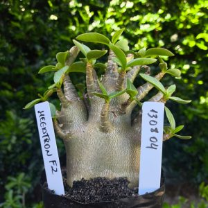 1308 04 Arabicum Megatron F2 12 meses