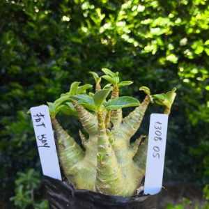 1308 05 Arabicum Fat boy F2 12 meses