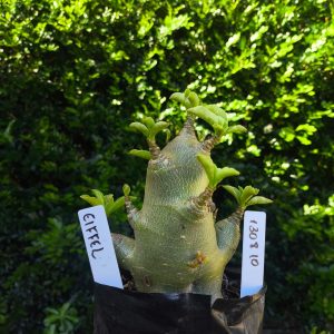 1308 10 Arabicum Eiffel F2 12 meses